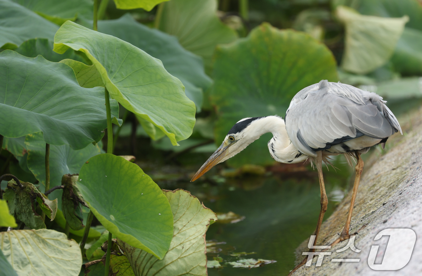 (의왕=뉴스1) 김영운 기자 = 장마가 소강 상태를 보인 27일 경기 의왕시 왕송호수 연꽃습지에서 왜가리가 먹이 활동을 하고 있다. 2025.6.27/뉴스1