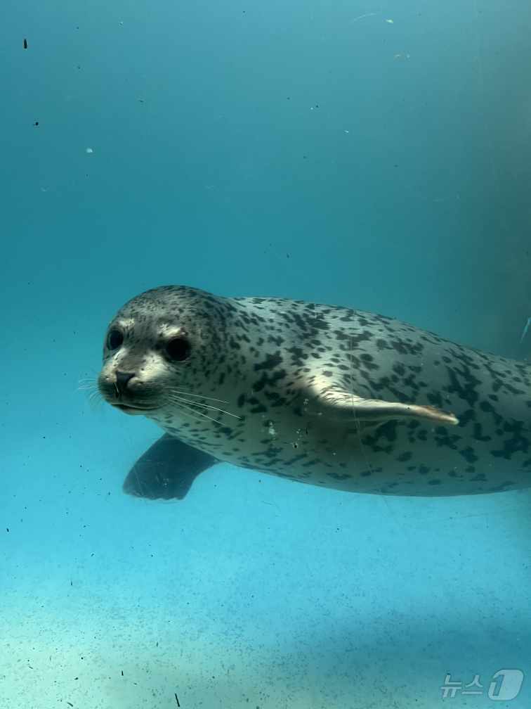 (서울=뉴스1) = 해양수산부는 지난 3월 27일 강원도 양양군 해안에서 구조된 어린 점박이물범을 약 3개월간의 집중 치료 끝에 건강을 회복시켜 지난 25일 강릉 사근진해변 인근 …