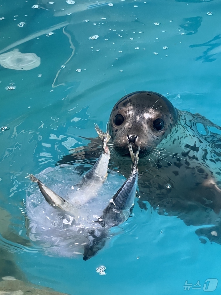 (서울=뉴스1) = 해양수산부는 지난 3월 27일 강원도 양양군 해안에서 구조된 어린 점박이물범을 약 3개월간의 집중 치료 끝에 건강을 회복시켜 지난 25일 강릉 사근진해변 인근 …