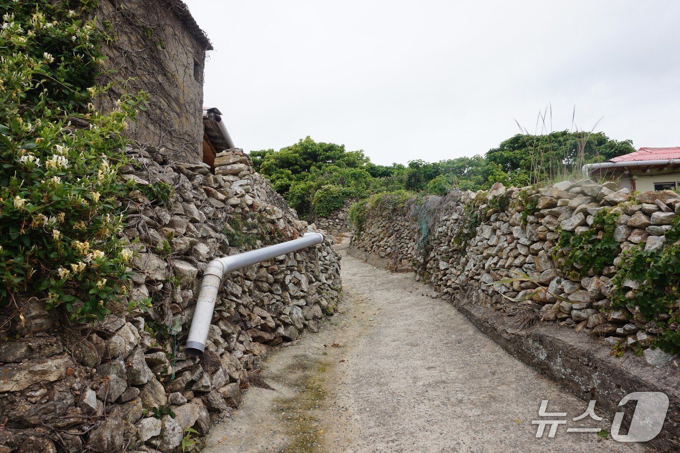 본문 이미지 - &#39;안동네&#39;돌담길. 2025.6.27/뉴스1 ⓒ News1 조영석 기자
