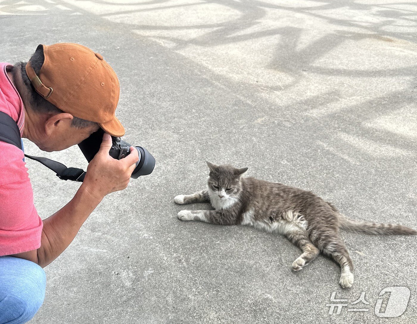 본문 이미지 - 오기지마 선착장에 누워서 쉬고 있는 고양이를 사진 찍고 있는 여행객의 모습ⓒ News1 윤슬빈 기자