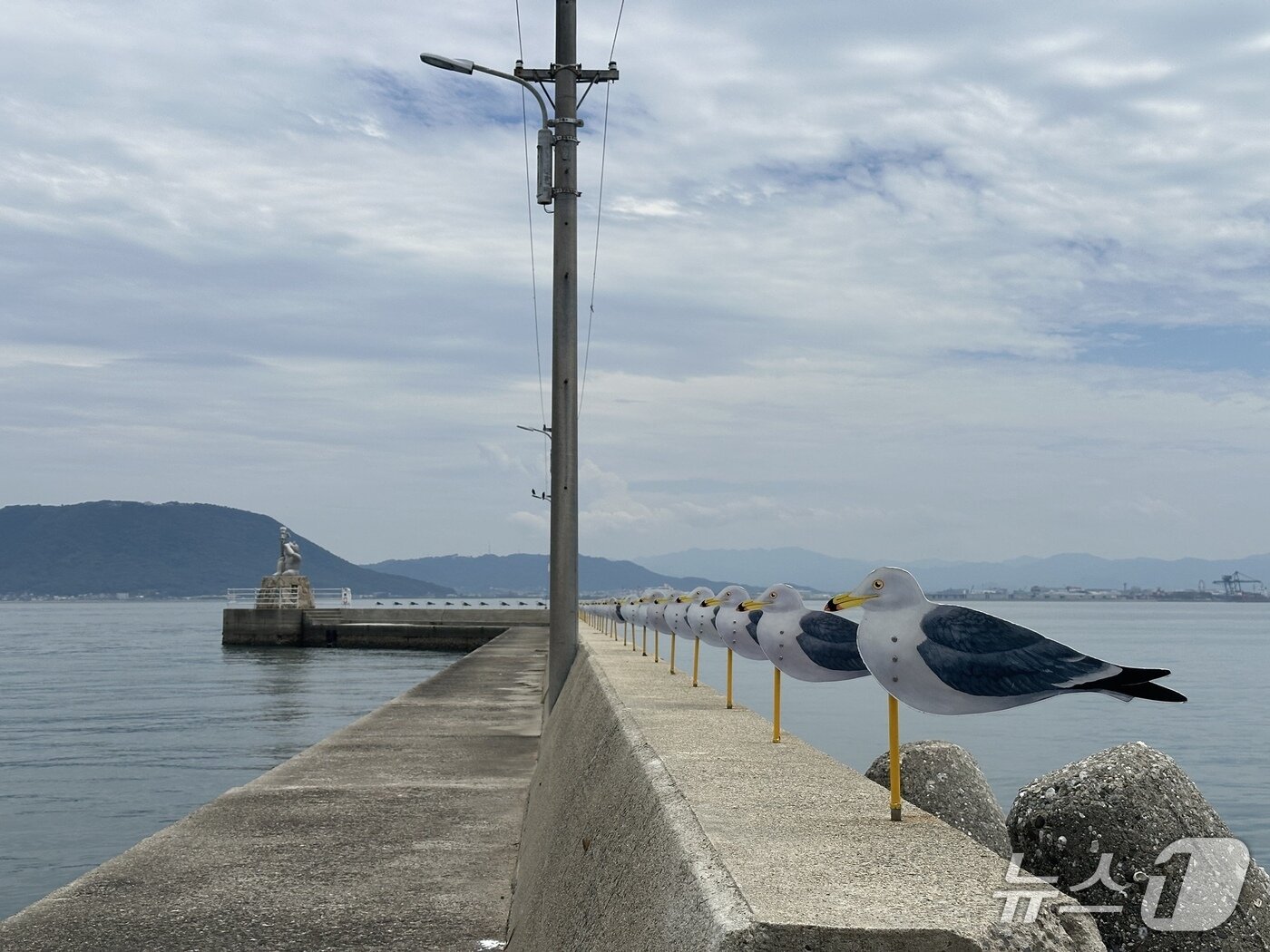본문 이미지 - 갈매기의 주차장ⓒ News1 윤슬빈 기자