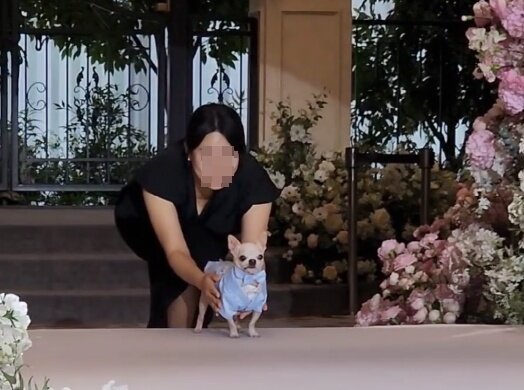 본문 이미지 - 지난 8일 서울 용산구의 결혼식장에서 화동으로 등장한 치와와 '나롱이' ⓒ 뉴스1 한송아 기자