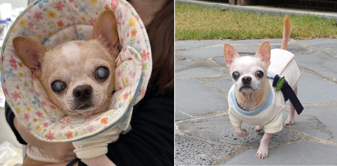 본문 이미지 - 2년 전 백내장 3기로 실명 위기에 처했던 모습(왼쪽)과 수술 후 최근 모습(나롱맘 제공) ⓒ 뉴스1