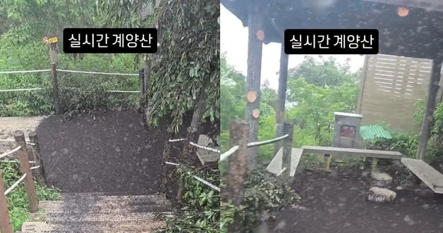 "흙 아니고 러브버그 사체…계양산에 미친듯 많다" 
