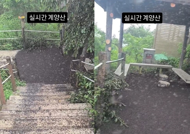 "흙 아니고 러브버그 사체, 미친듯이 많다"…계양산 오르다 기절할 뻔 