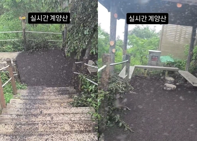 "흙 아니고 러브버그 사체…계양산에 미친듯 많다" 