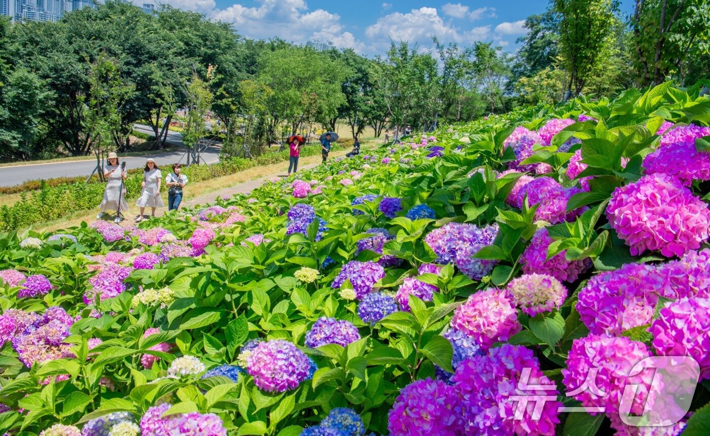 본문 이미지 - 휴일인 29일 구미 양포동 '다온숲'에 3만 2000여송이의 수국이 활짝 펴 시민들의 발길이 이어지고 있다.(구미시 제공. 재판매 및 DB금지) 2025.6.29/뉴스1 ⓒ News1 정우용 기자