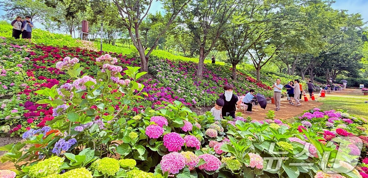 본문 이미지 - 휴일인 29일 구미 양포동 '다온숲'에 3만 2000여송이의 수국이 활짝 펴 시민들의 발길이 이어지고 있다.(구미시 제공. 재판매 및 DB금지) 2025.6.29/뉴스1 ⓒ News1 정우용 기자