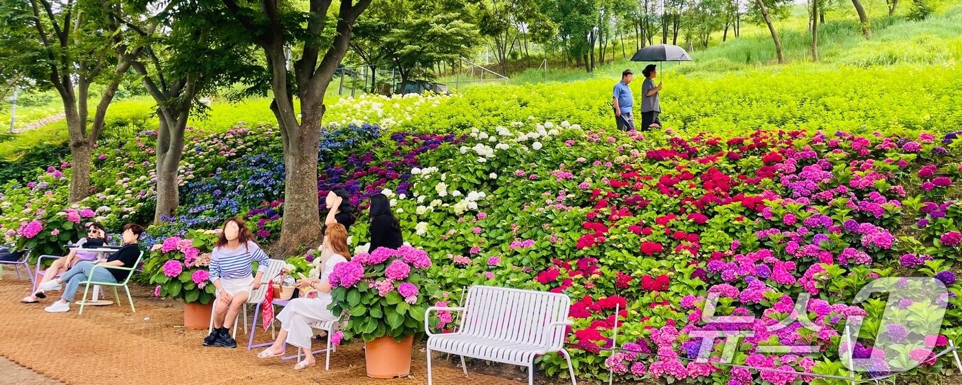 본문 이미지 - 휴일인 29일 구미 양포동 '다온숲'에 3만 2000여송이의 수국이 활짝 펴 시민들의 발길이 이어지고 있다.(구미시 제공. 재판매 및 DB금지) 2025.6.29/뉴스1 ⓒ News1 정우용 기자