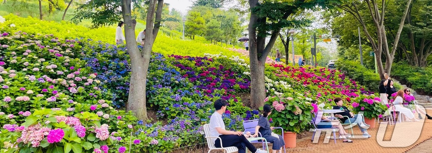 본문 이미지 - 휴일인 29일 구미 양포동 '다온숲'에 3만 2000여송이의 수국이 활짝 펴 시민들의 발길이 이어지고 있다.(구미시 제공. 재판매 및 DB금지) ⓒ News1 정우용 기자
