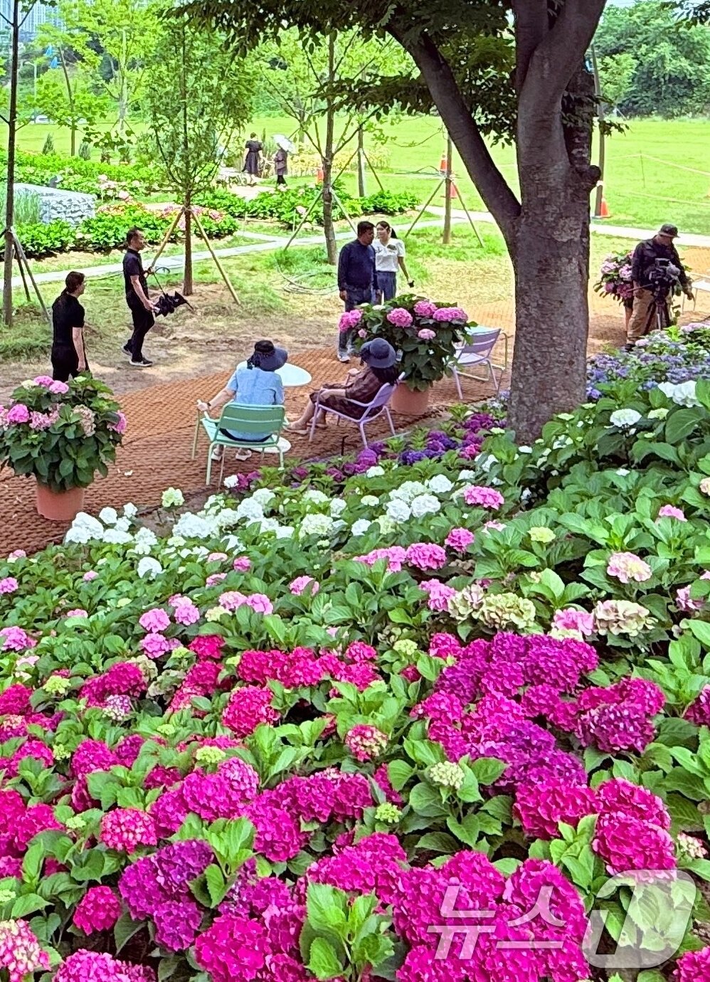 본문 이미지 - 휴일인 29일 구미 양포동 '다온숲'에 3만 2000여송이의 수국이 활짝 펴 시민들의 발길이 이어지고 있다.(구미시 제공. 재판매 및 DB금지) 2025.6.29/뉴스1 ⓒ News1 정우용 기자