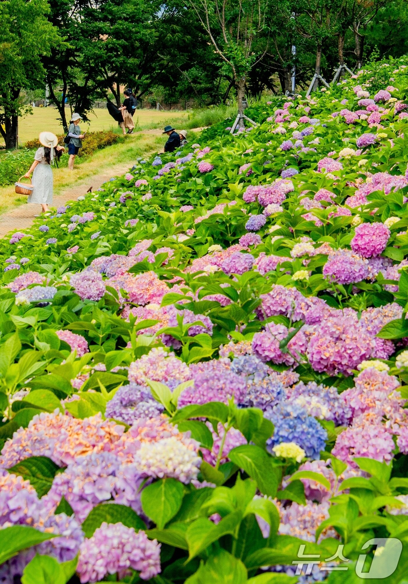 본문 이미지 - 휴일인 29일 구미 양포동 '다온숲'에 3만 2000여송이의 수국이 활짝 펴 시민들의 발길이 이어지고 있다.(구미시 제공. 재판매 및 DB금지) ⓒ News1 정우용 기자