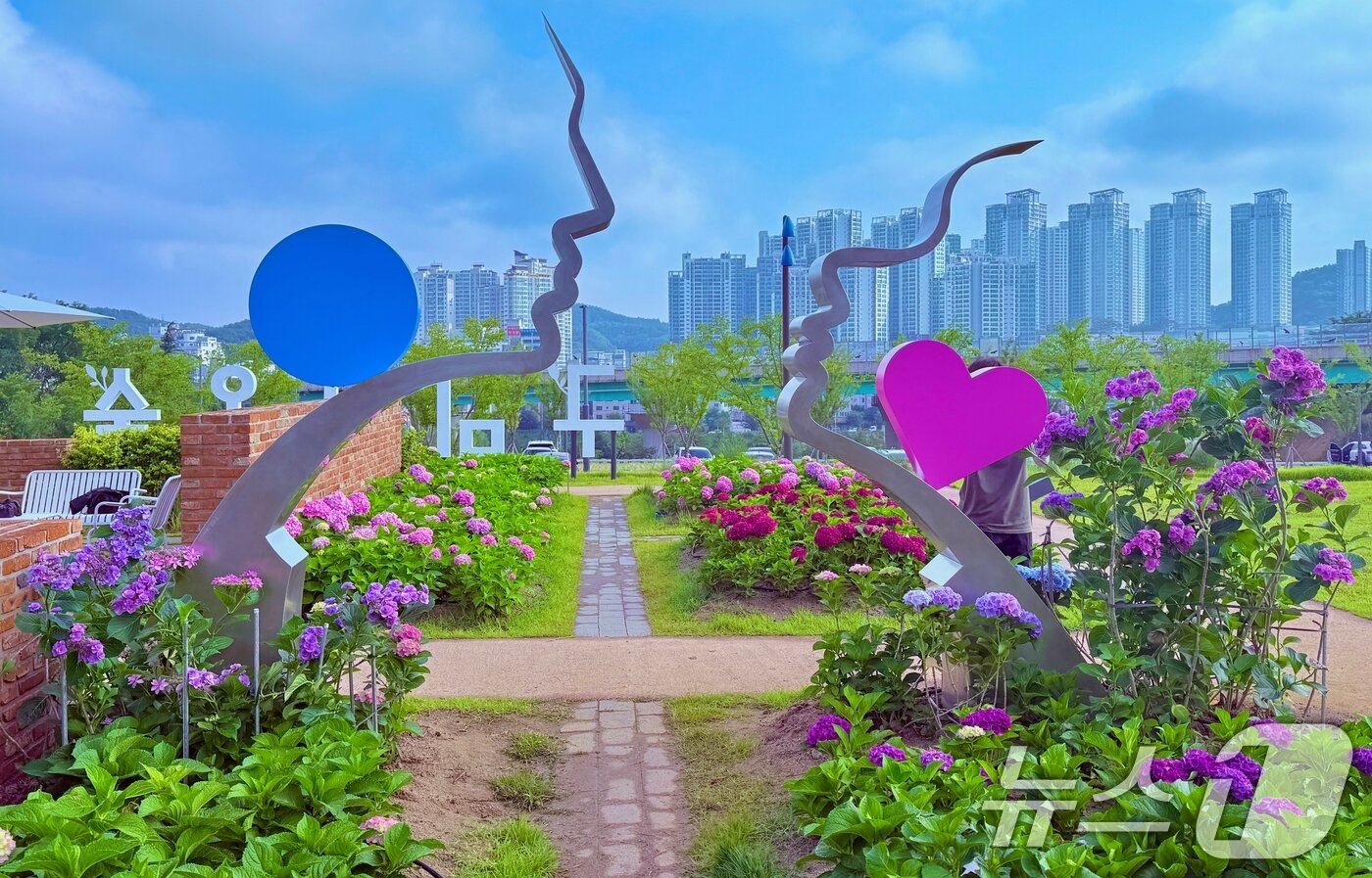 본문 이미지 - 휴일인 29일 구미 양포동 '다온숲'에 3만 2000여송이의 수국이 활짝 펴 시민들의 발길이 이어지고 있다.(구미시 제공. 재판매 및 DB금지) 2025.6.29/뉴스1 ⓒ News1 정우용 기자