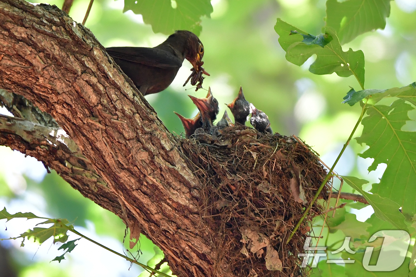 (경주=뉴스1) 최창호 기자 = 대륙검은지빠귀 한마리가 29일 경북 경주시 황성공원 숲 속에 있는 둥지에서 새끼들에게 먹잇감을 물어다 주고 있다.이날 경주지역에는 낮 최고 기온이 …