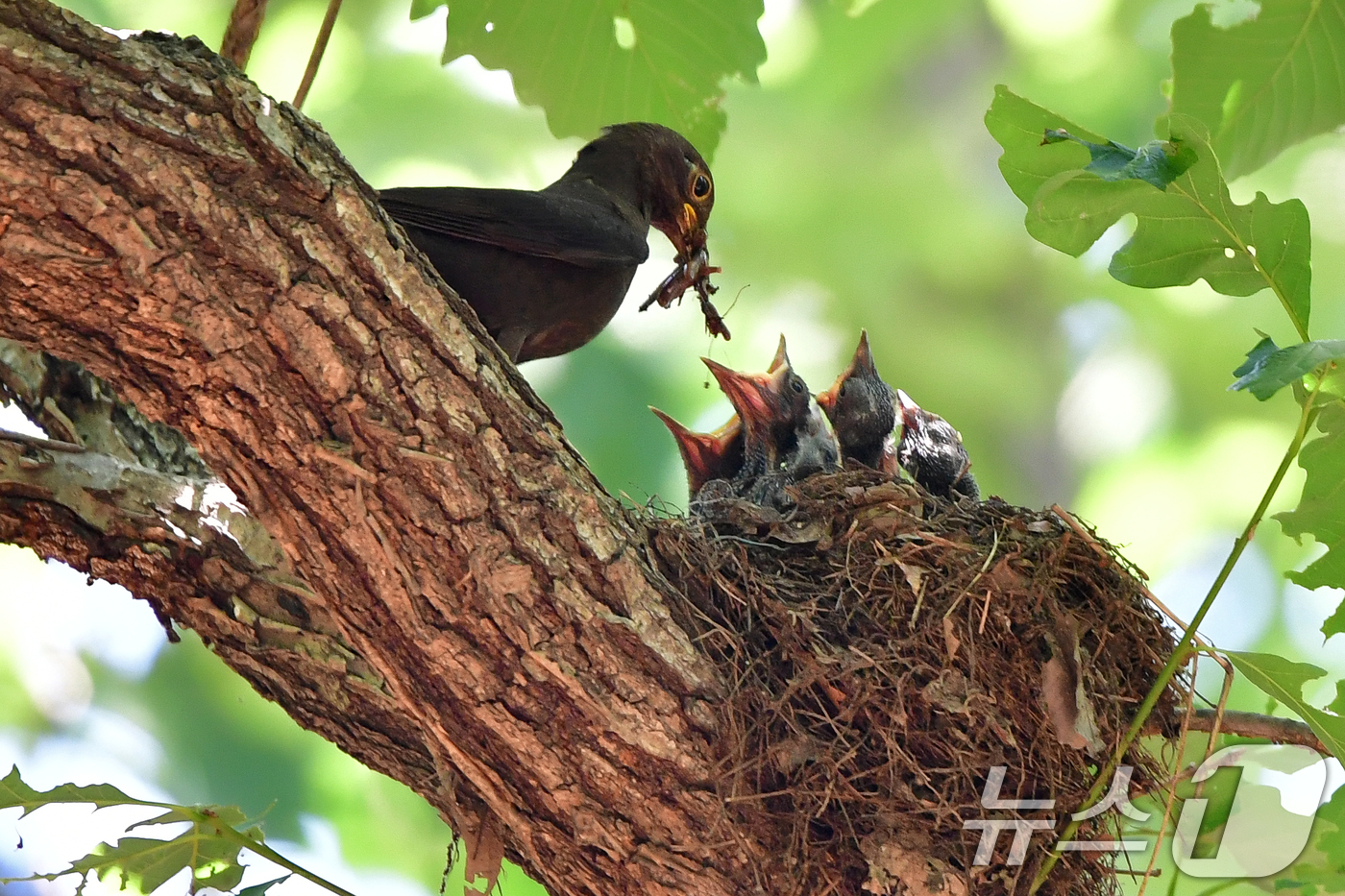 (경주=뉴스1) 최창호 기자 = 대륙검은지빠귀 한마리가 29일 경북 경주시 황성공원 숲 속에 있는 둥지에서 새끼들에게 먹잇감을 물어다 주고 있다.이날 경주지역에는 낮 최고 기온이 …