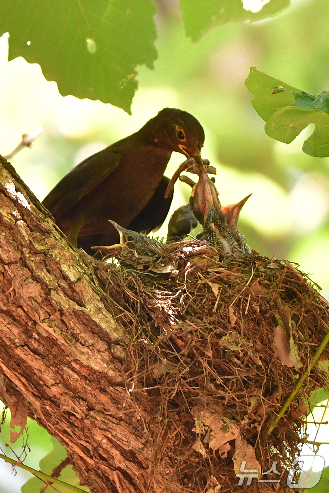 (경주=뉴스1) 최창호 기자 = 대륙검은지빠귀 한마리가 29일 경북 경주시 황성공원 숲 속에 있는 둥지에서 새끼들에게 먹잇감을 물어다 주고 있다.이날 경주지역에는 낮 최고 기온이 …