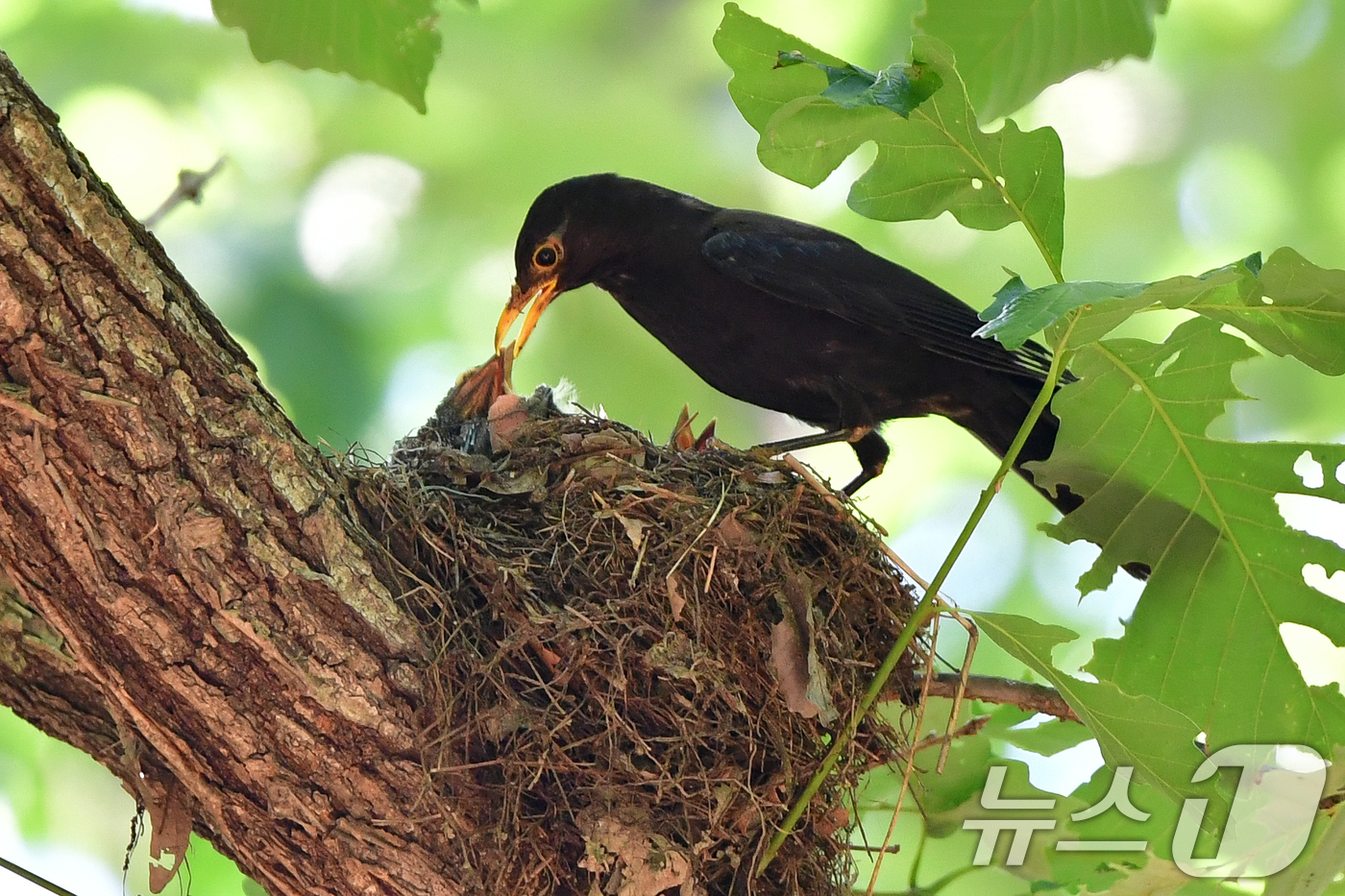 (경주=뉴스1) 최창호 기자 = 대륙검은지빠귀 한마리가 29일 경북 경주시 황성공원 숲 속에 있는 둥지에서 새끼들에게 먹잇감을 물어다 주고 있다.이날 경주지역에는 낮 최고 기온이 …
