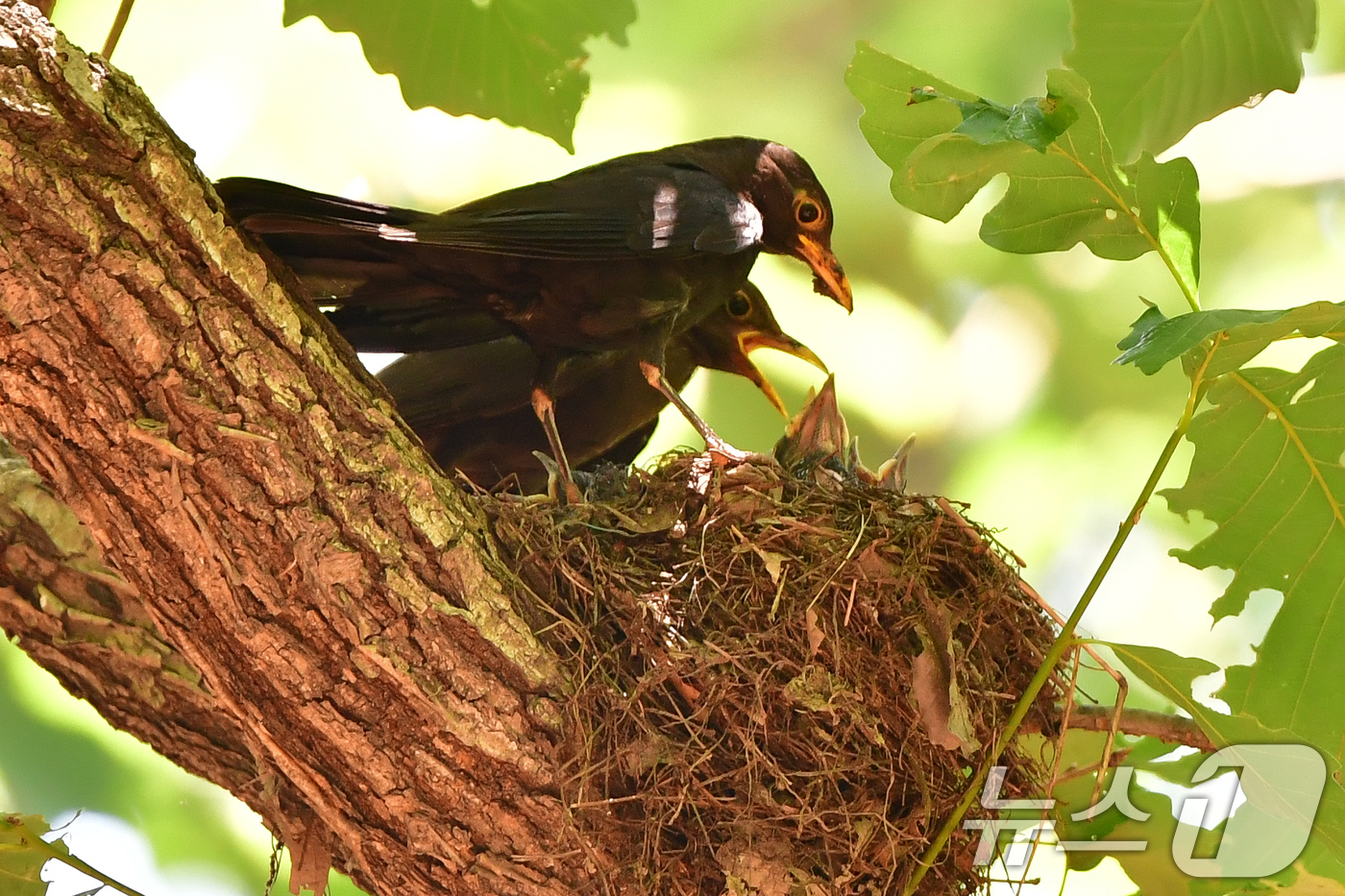 (경주=뉴스1) 최창호 기자 = 대륙검은지빠귀 한쌍이 29일 경북 경주시 황성공원 숲 속에 있는 둥지에서 새끼들에게 먹잇감을 물어다 주고 있다.  2025.6.29/뉴스1
