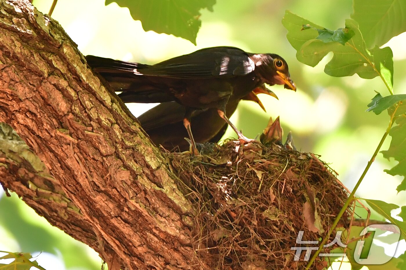 본문 이미지 - 대륙검은지빠귀 한쌍이 29일 경북 경주시 황성공원 숲 속에 있는 둥지에서 새끼들에게 먹잇감을 물어다 주고 있다. 2025.6.29/뉴스1 ⓒ News1 최창호 기자