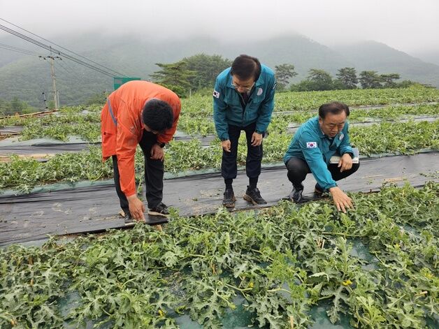 단양 노지 수박 농가 98%, 재해보험 가입 불가능…제도 개선 필요