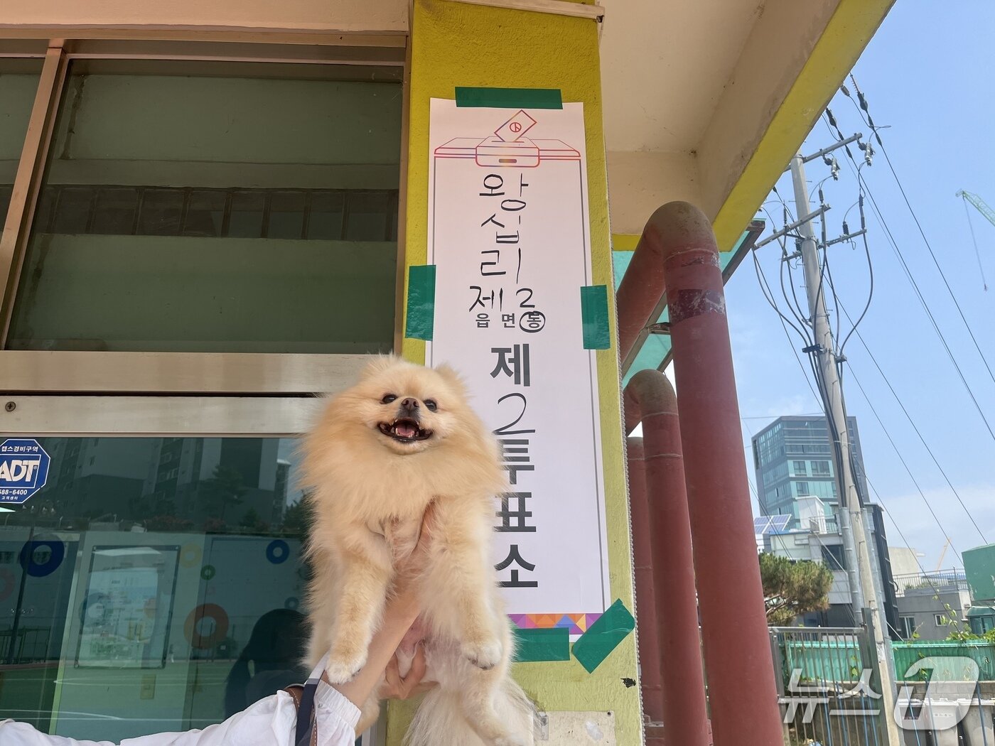 본문 이미지 - 서울 성동구 무학초등학교 앞 투표소에서 반려견이 인증샷을 찍고 있다. 2025.6.3/뉴스1 ⓒ News1 김종훈 기자