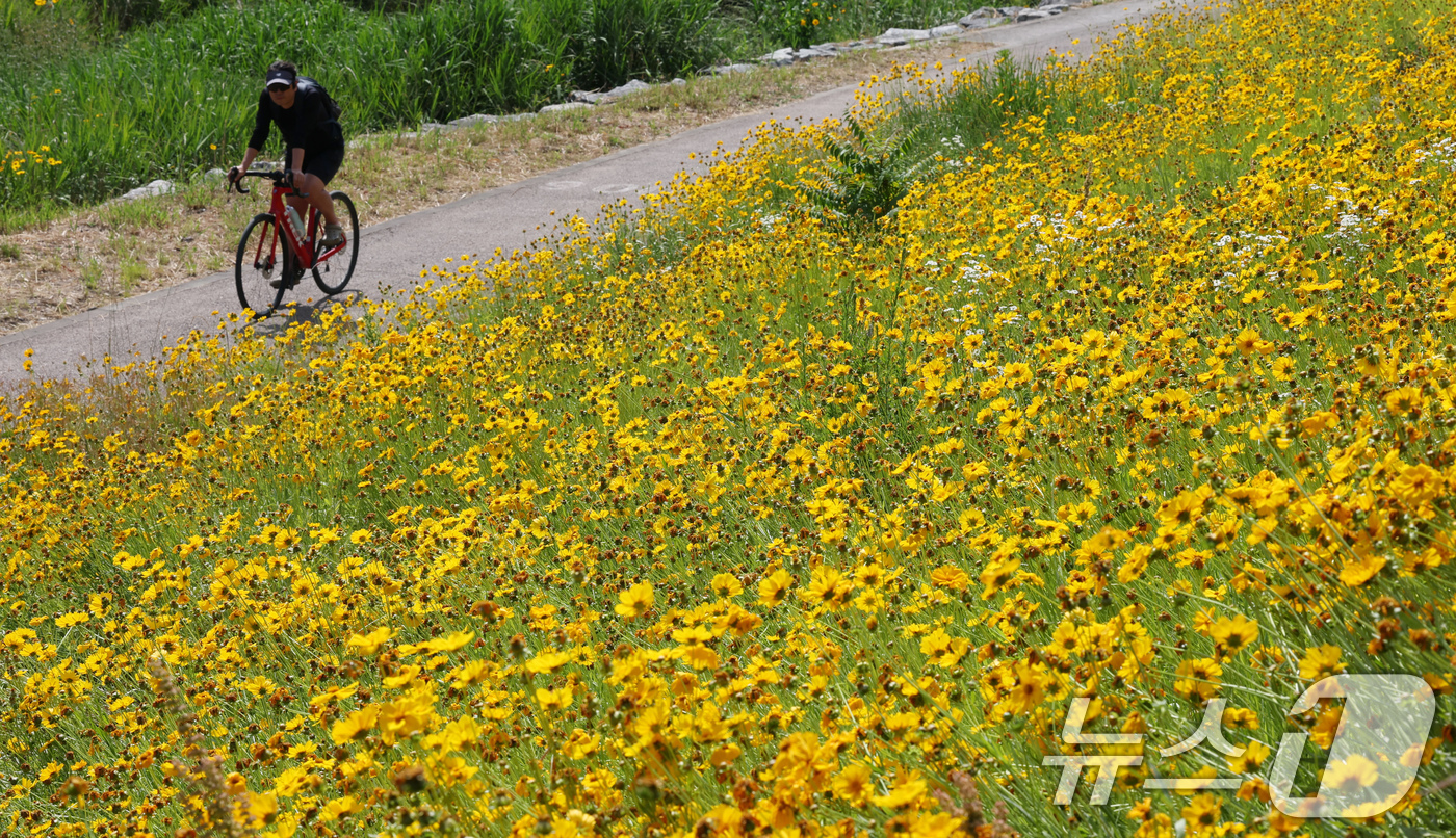 (대전=뉴스1) 김기태 기자 = 3일 대전 유성구 학하동 화산천 주변에 금계국이 만개해 있다. 2025.6.3/뉴스1