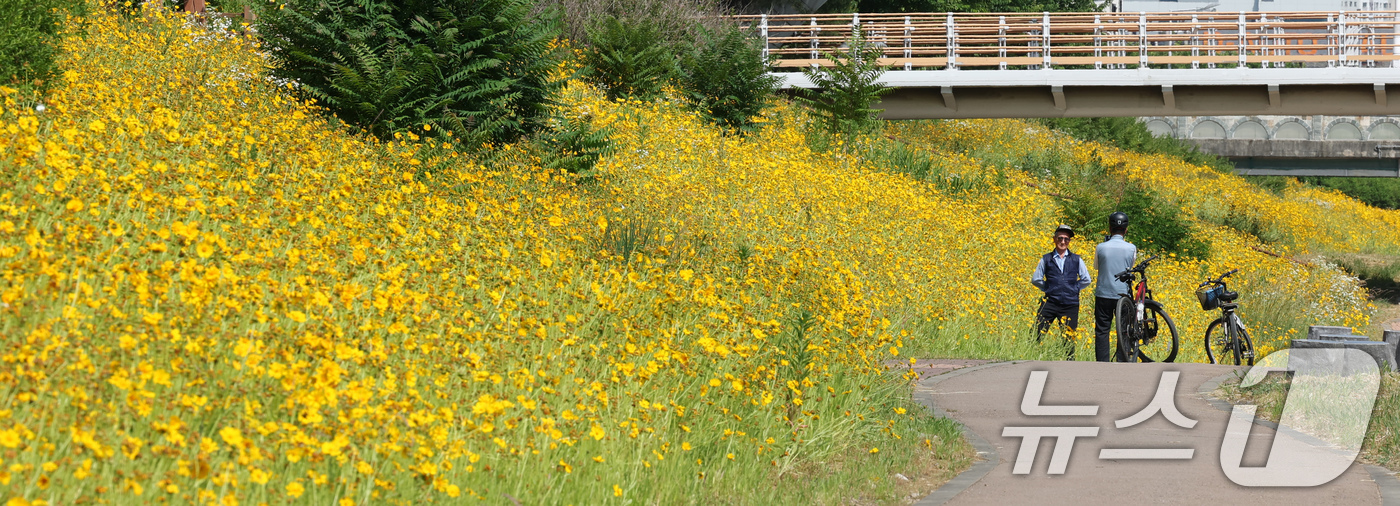 (대전=뉴스1) 김기태 기자 = 3일 대전 유성구 학하동 화산천 주변에 금계국이 만개해 있다. 2025.6.3/뉴스1
