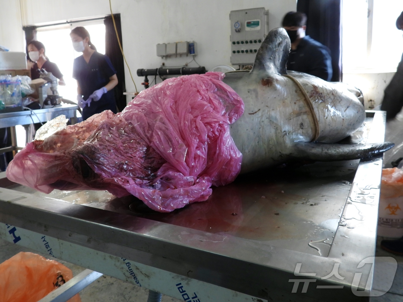 (제주=뉴스1) 홍수영 기자 = 30일 오전 제주 제주시 한림읍 한국수자원공단 제주본부에서 남방큰돌고래 '턱이'의 부검이 진행되고 있다.지난 2019년 제주 앞바다에서 최초 발견된 …
