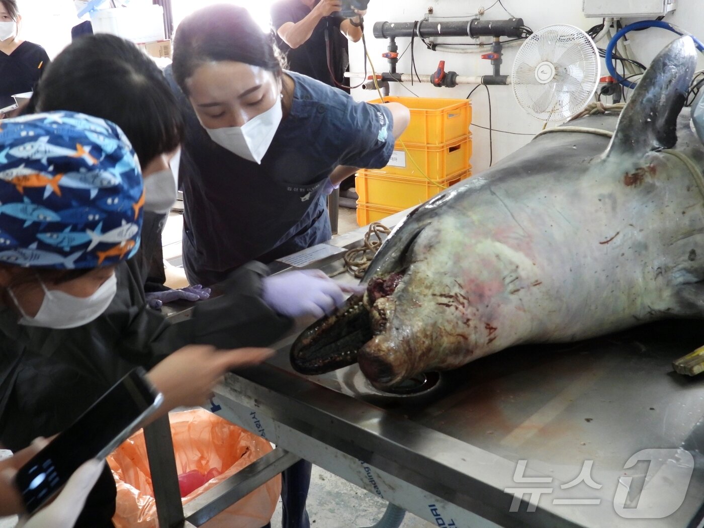 본문 이미지 - 30일 오전 제주 제주시 한림읍 한국수자원공단 제주본부에서 남방큰돌고래 &#39;턱이&#39;의 부검이 진행되고 있다.2025.6.30/뉴스1 ⓒ News1 홍수영 기자