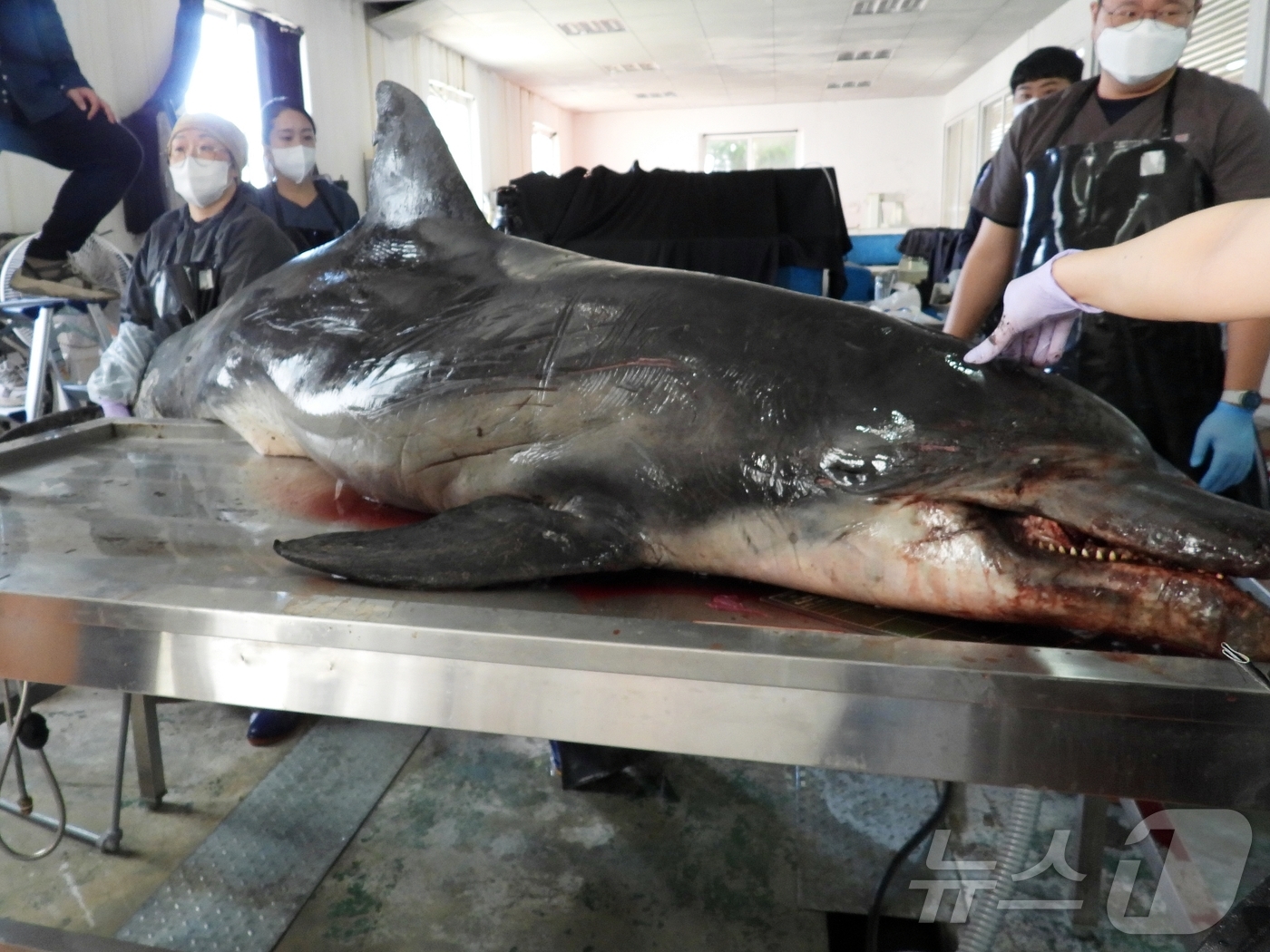 (제주=뉴스1) 홍수영 기자 = 30일 오전 제주 제주시 한림읍 한국수자원공단 제주본부에서 남방큰돌고래 '턱이'의 부검이 진행되고 있다.지난 2019년 제주 앞바다에서 최초 발견된 …