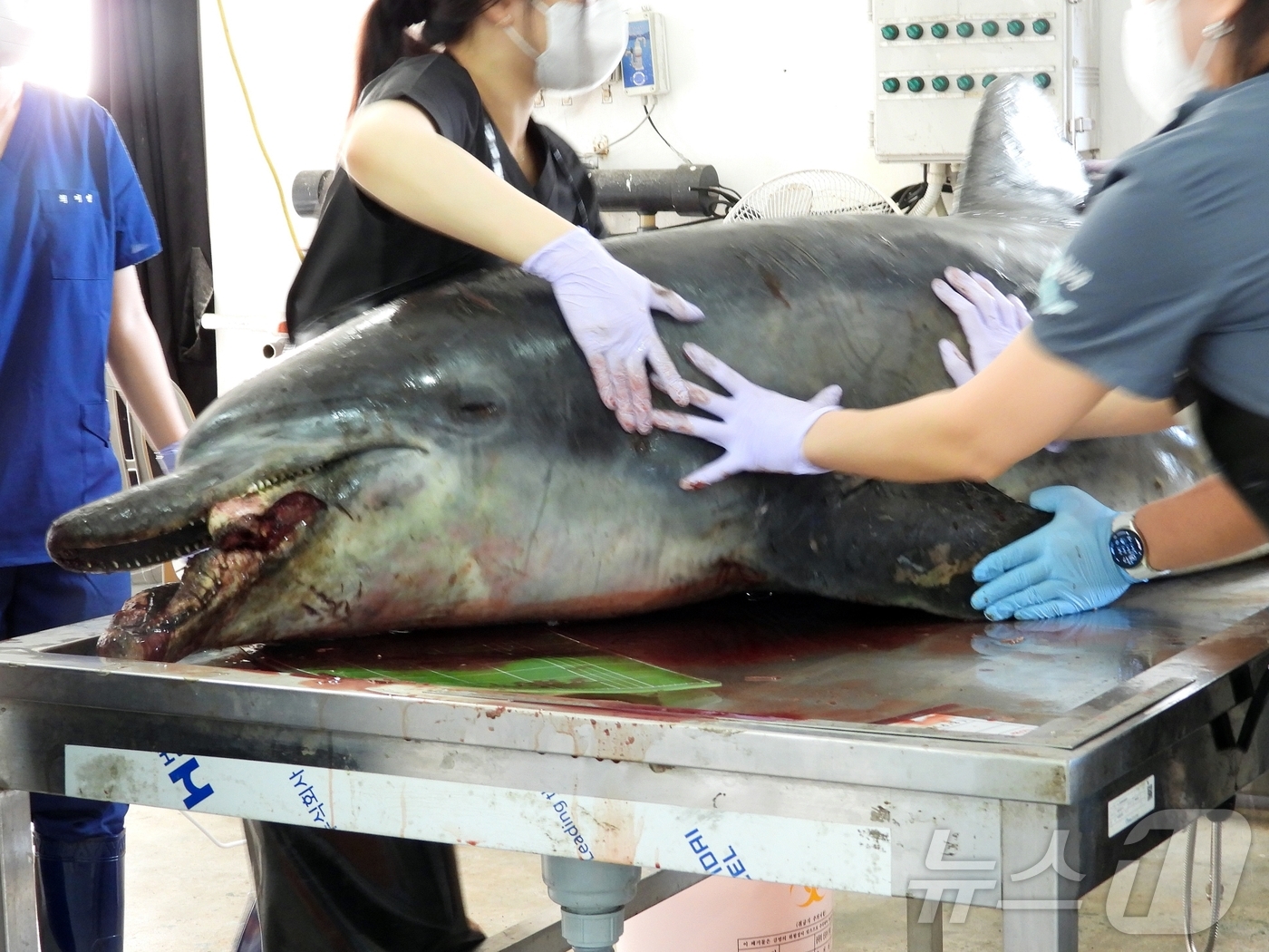 (제주=뉴스1) 홍수영 기자 = 30일 오전 제주 제주시 한림읍 한국수자원공단 제주본부에서 남방큰돌고래 '턱이'의 부검이 진행되고 있다.지난 2019년 제주 앞바다에서 최초 발견된 …