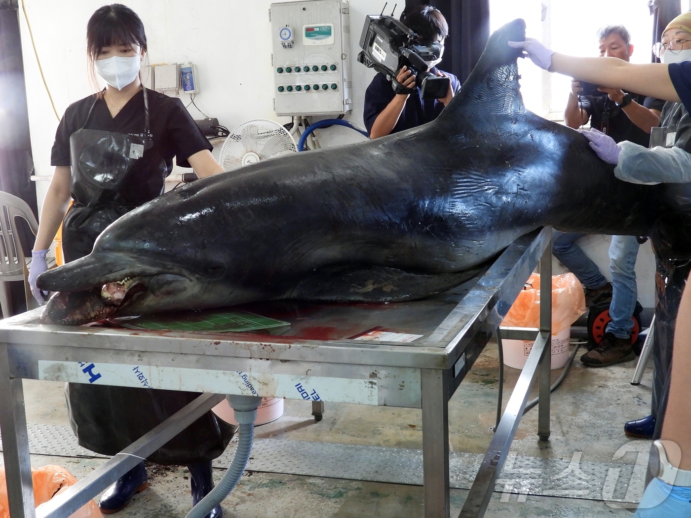 (제주=뉴스1) 홍수영 기자 = 30일 오전 제주 제주시 한림읍 한국수자원공단 제주본부에서 남방큰돌고래 '턱이'의 부검이 진행되고 있다.지난 2019년 제주 앞바다에서 최초 발견된 …