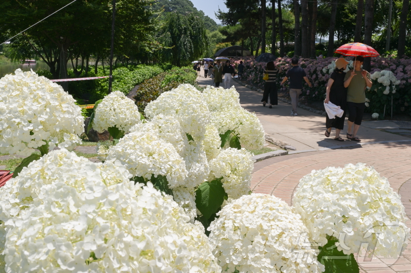 (공주=뉴스1) 이동원 기자 = 중부권 최대 규모의 수국 정원으로 자리 잡은 공주시 유구색동수국정원에서 열린 ‘제4회 유구색동수국정원 꽃 축제’가 지난 29일 성황리에 막을 내렸다 …