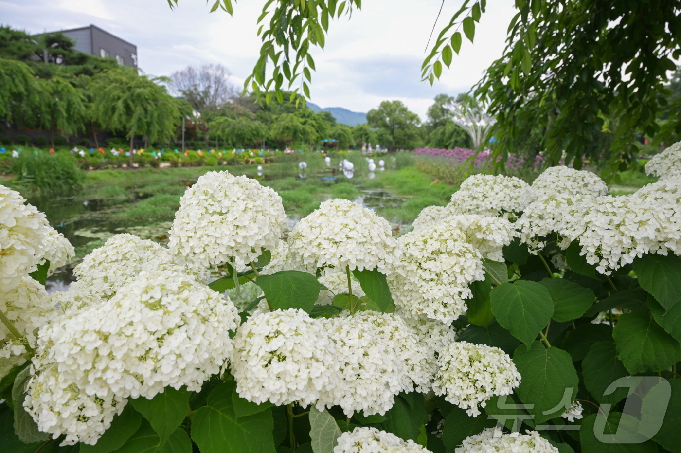 (공주=뉴스1) 이동원 기자 = 중부권 최대 규모의 수국 정원으로 자리 잡은 공주시 유구색동수국정원에서 열린 ‘제4회 유구색동수국정원 꽃 축제’가 지난 29일 성황리에 막을 내렸다 …
