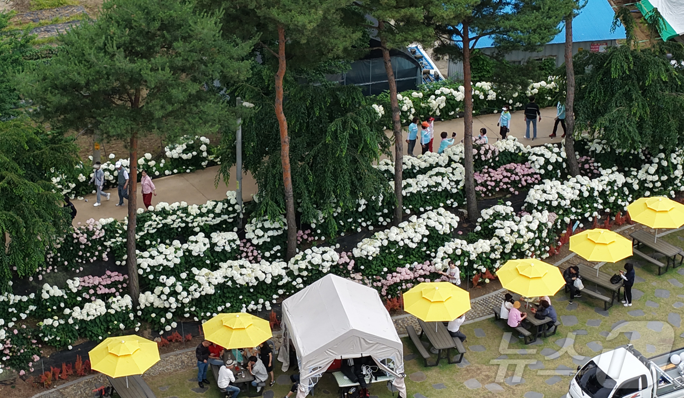 (공주=뉴스1) 이동원 기자 = 중부권 최대 규모의 수국 정원으로 자리 잡은 공주시 유구색동수국정원에서 열린 ‘제4회 유구색동수국정원 꽃 축제’가 지난 29일 성황리에 막을 내렸다 …