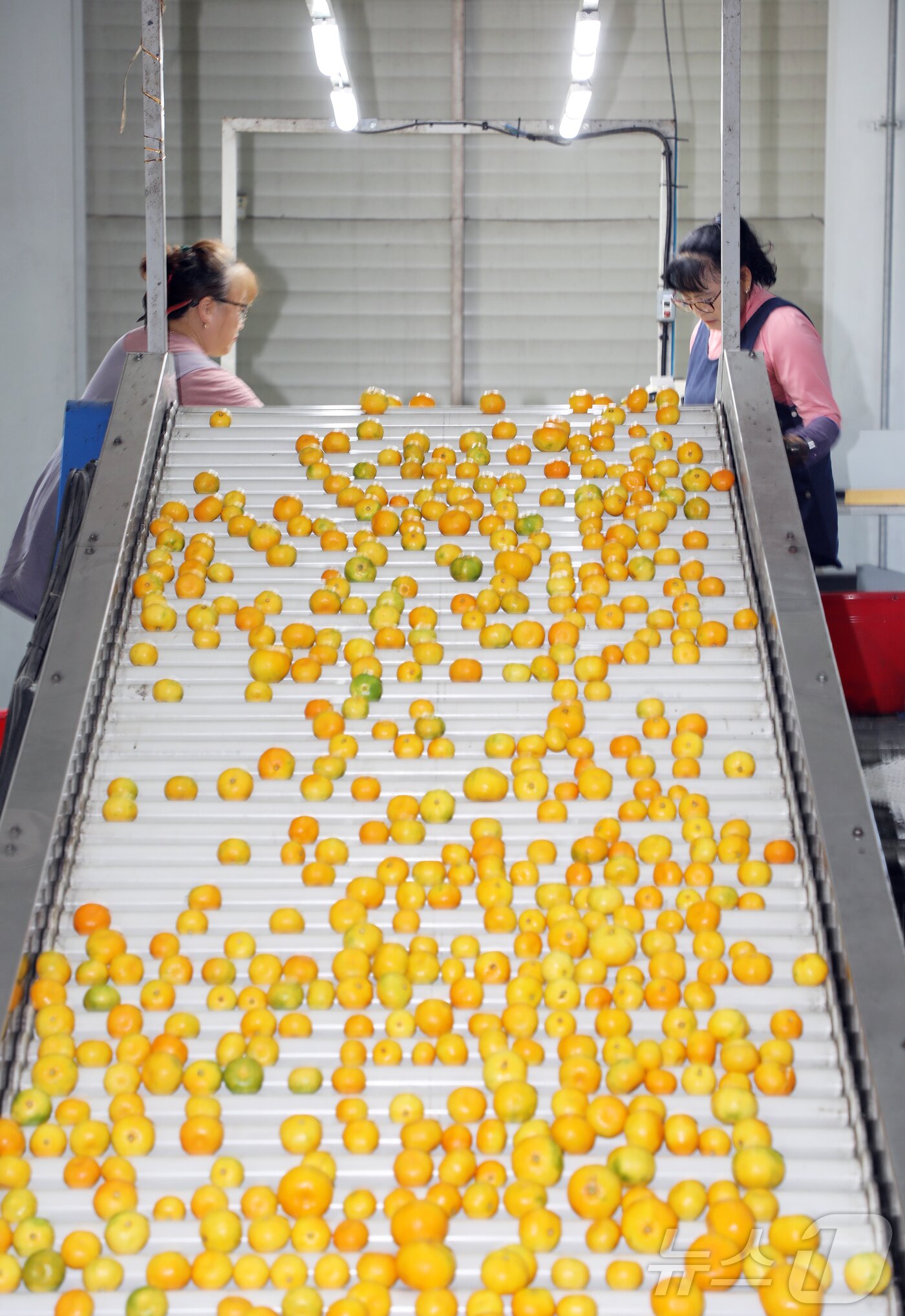 본문 이미지 - 30일 오전 제주 서귀포시 남원읍 위미리 제주감귤농협 제6유통센터에서 하우스감귤 출하 작업이 진행되고 있다. 2025.6.30/뉴스1 ⓒ News1 오미란 기자