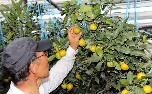 제주 1차산업 조수입 사상 첫 5조원 돌파…전년 比 4.8%↑