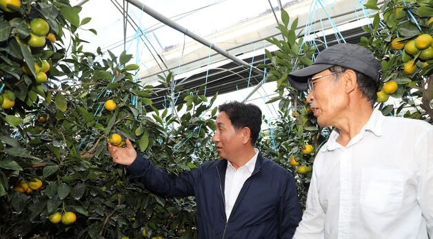 제주산 하우스감귤 \'주렁주렁\'
