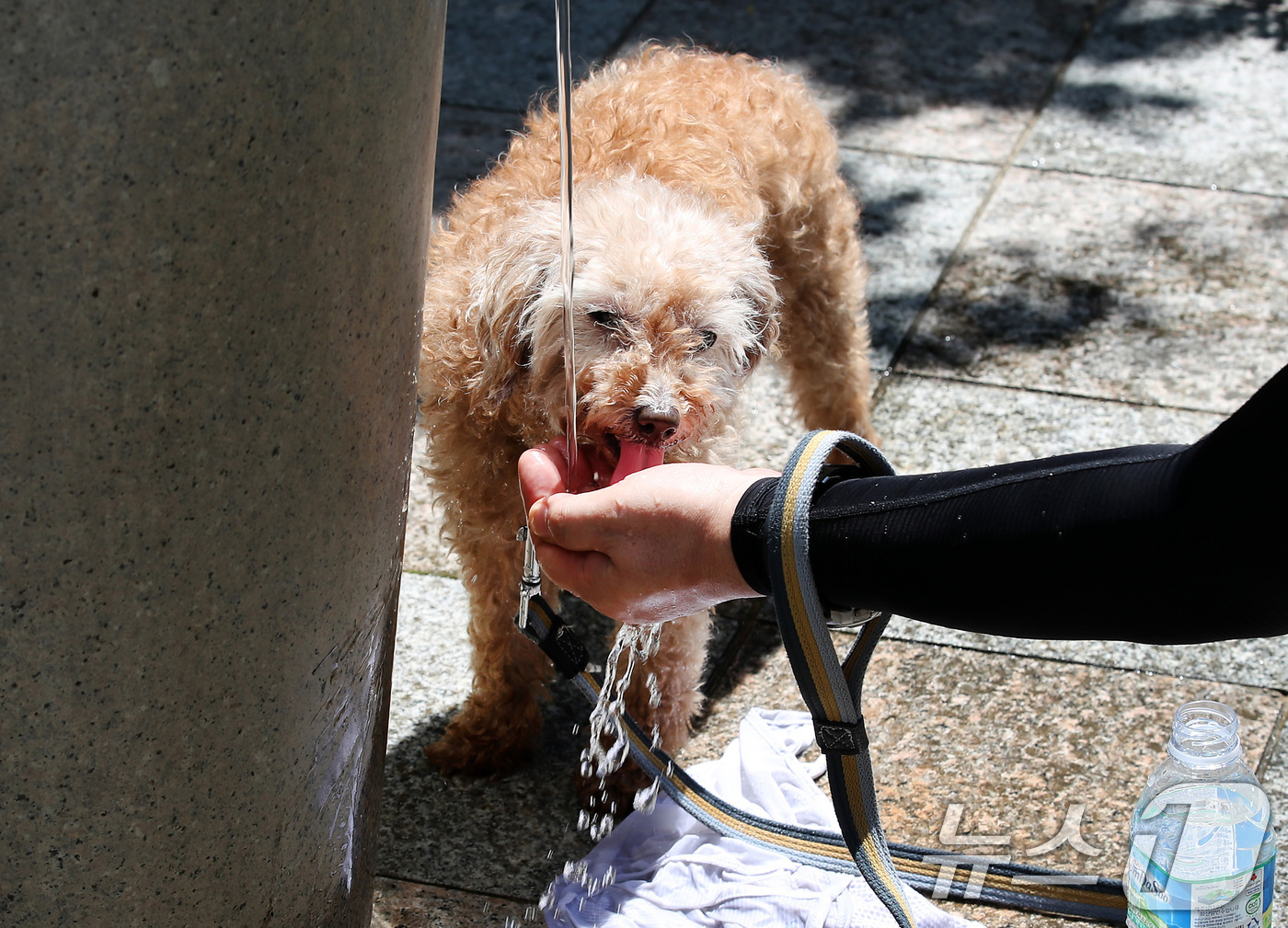 (대구=뉴스1) 공정식 기자 = 폭염이 이어진 30일 대구 달서구 두류공원으로 산책 나온 시민이 찜통더위에 지친 반려견에게 물을 먹이고 있다. 2025.6.30/뉴스1