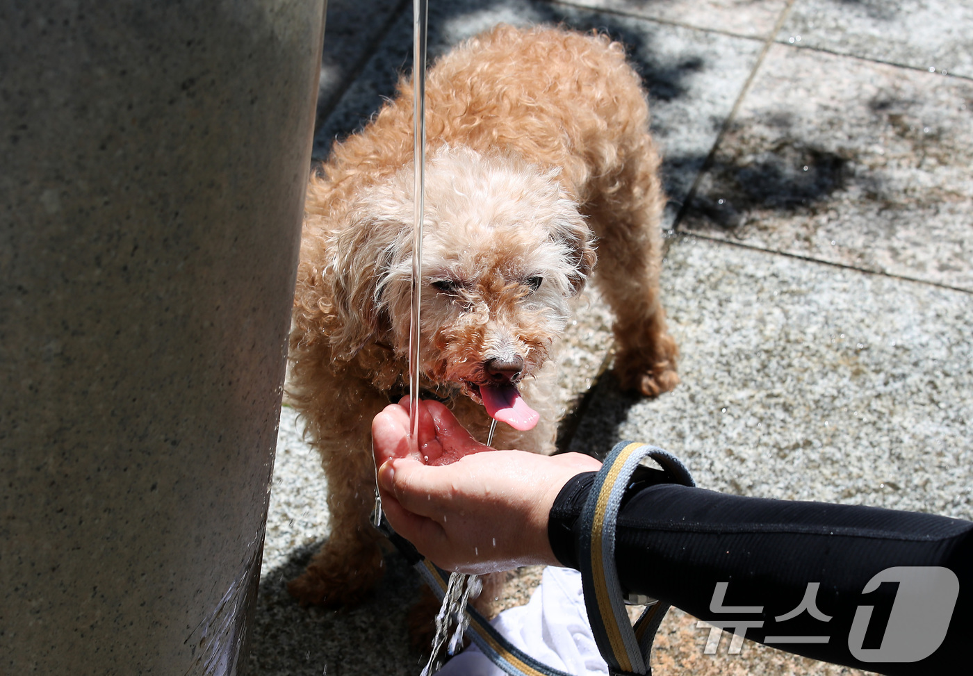 (대구=뉴스1) 공정식 기자 = 폭염이 이어진 30일 대구 달서구 두류공원으로 산책 나온 시민이 찜통더위에 지친 반려견에게 물을 먹이고 있다. 2025.6.30/뉴스1