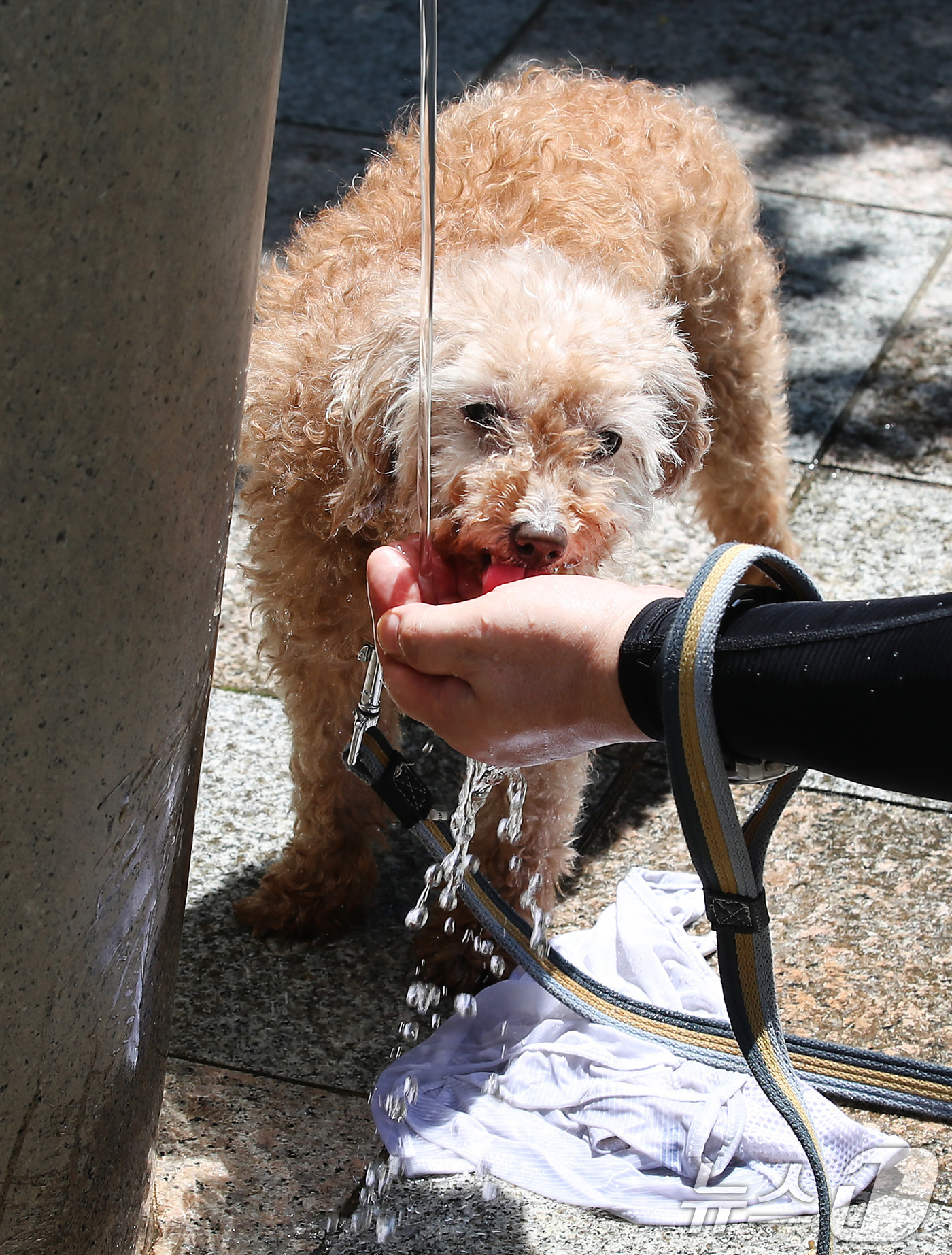 (대구=뉴스1) 공정식 기자 = 폭염이 이어진 30일 대구 달서구 두류공원으로 산책 나온 시민이 찜통더위에 지친 반려견에게 물을 먹이고 있다. 2025.6.30/뉴스1