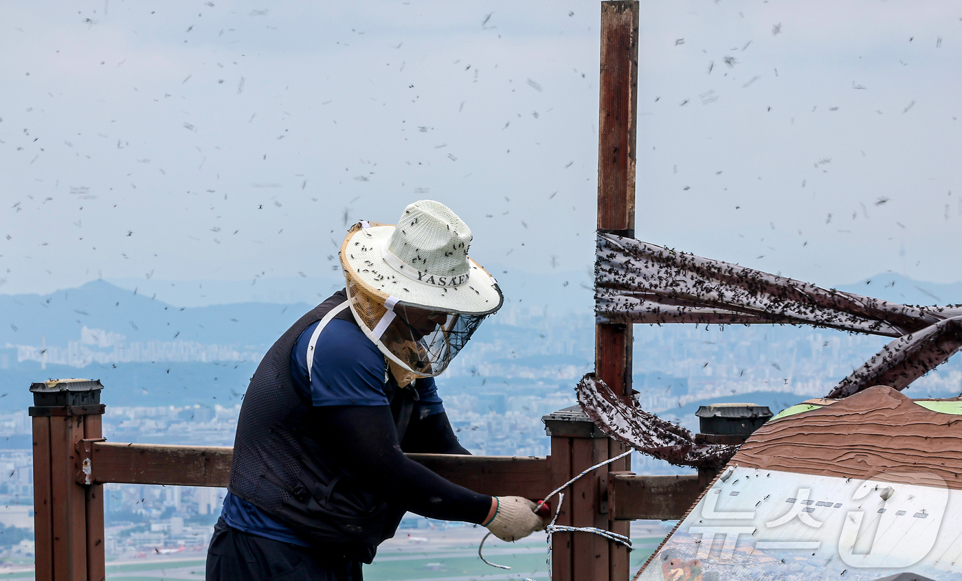 (인천=뉴스1) 김진환 기자 = 30일 오후 인천 계양구 계양산 정상에 붉은등우단털파리(러브버그) 무리가 대량 출몰한 가운데 계양구청 공원녹지과 산림보호팀 관계자들이 방역 및 날벌 …