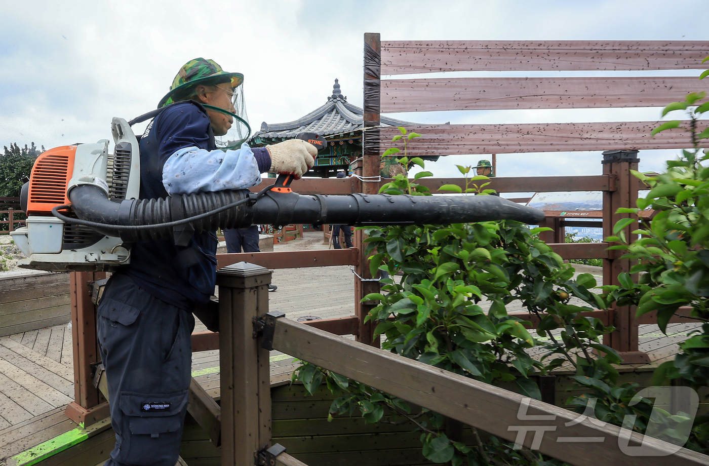 (인천=뉴스1) 김진환 기자 = 30일 오후 인천 계양구 계양산 정상에 붉은등우단털파리(러브버그) 무리가 대량 출몰한 가운데 계양구청 공원녹지과 산림보호팀 관계자들이 방역 및 날벌 …