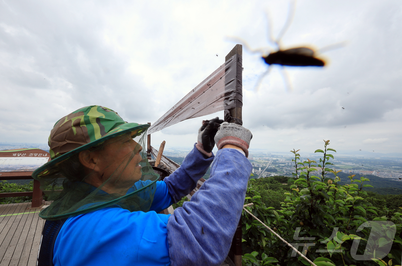 (인천=뉴스1) 김진환 기자 = 30일 오후 인천 계양구 계양산 정상에 붉은등우단털파리(러브버그) 무리가 대량 출몰한 가운데 계양구청 공원녹지과 산림보호팀 관계자들이 방역 및 날벌 …