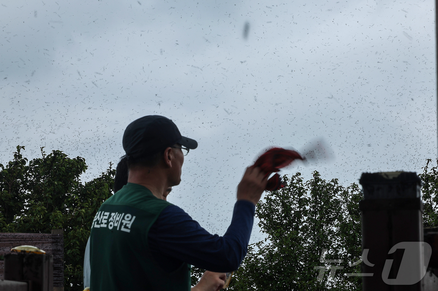 (인천=뉴스1) 김진환 기자 = 30일 오후 인천 계양구 계양산 정상에 붉은등우단털파리(러브버그) 무리가 대량 출몰해 등산객들이 불편을 겪고 있다. 2025.6.30/뉴스1