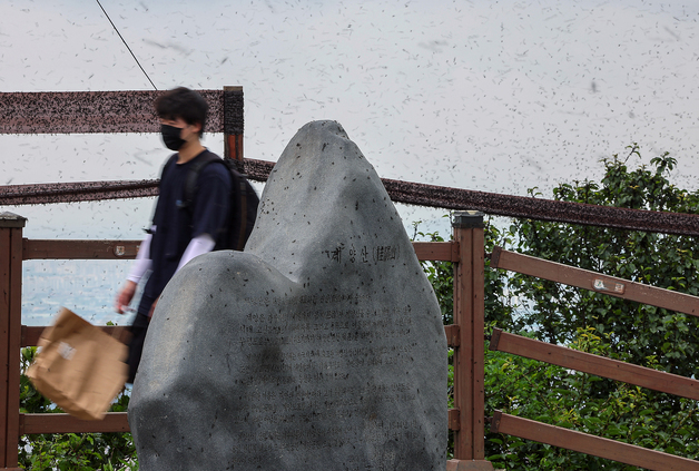 "계양산 러브버그 막는다"…살충률 94% 미생물 방제제 현장 실증 실험