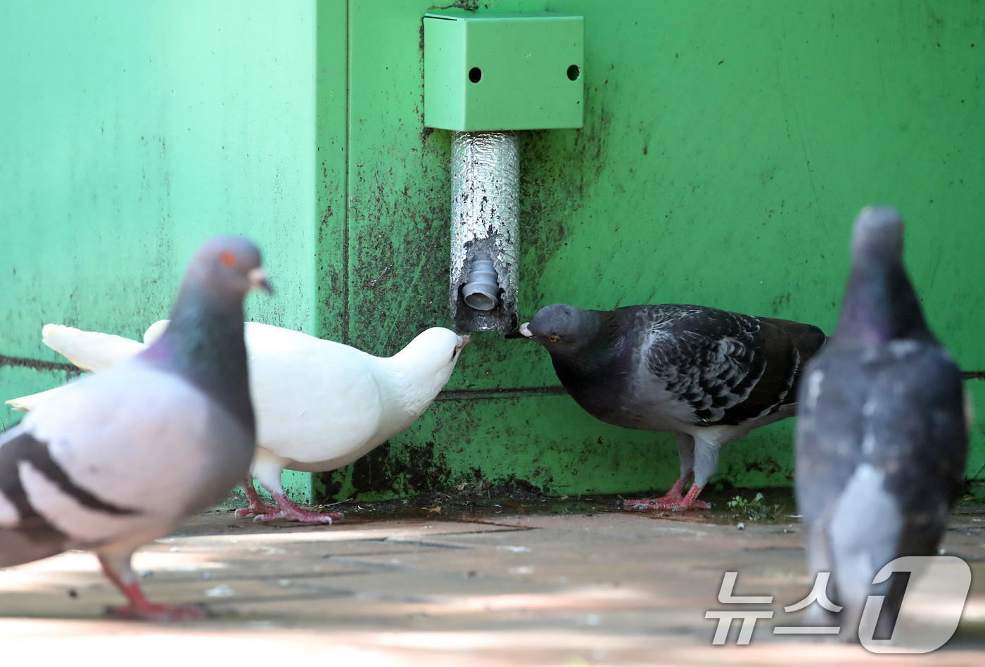 (대구=뉴스1) 공정식 기자 = 폭염이 기승을 부린 30일 오후 대구 수성구의 한 공공기관 현금 자동 입출금기(ATM) 뒤편에 몰려든 비둘기가 에어컨 배수구에서 똑똑 떨어지는 물을 …