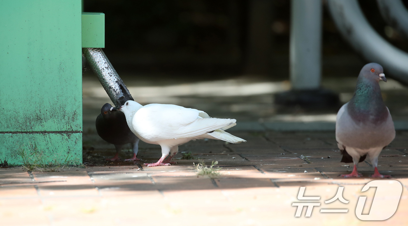 (대구=뉴스1) 공정식 기자 = 폭염이 기승을 부린 30일 오후 대구 수성구의 한 공공기관 현금 자동 입출금기(ATM) 뒤편에 몰려든 비둘기가 에어컨 배수구에서 똑똑 떨어지는 물을 …