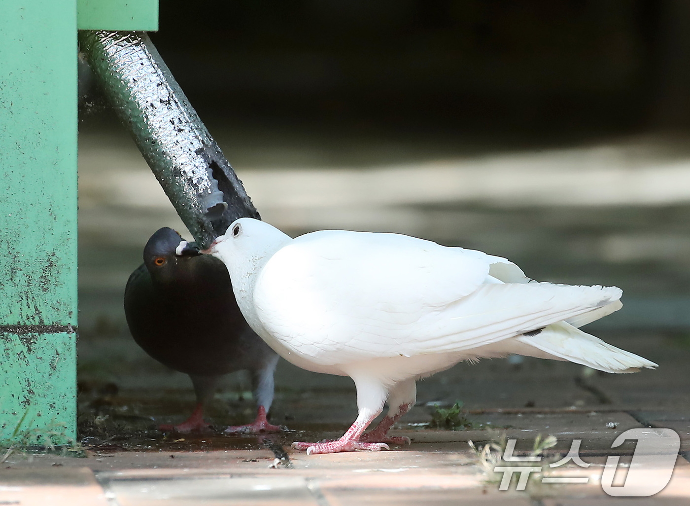 (대구=뉴스1) 공정식 기자 = 폭염이 기승을 부린 30일 오후 대구 수성구의 한 공공기관 현금 자동 입출금기(ATM) 뒤편에 몰려든 비둘기가 에어컨 배수구에서 똑똑 떨어지는 물을 …
